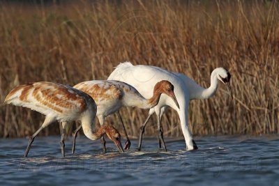 _MG_0447 Whooping Crane.jpg
