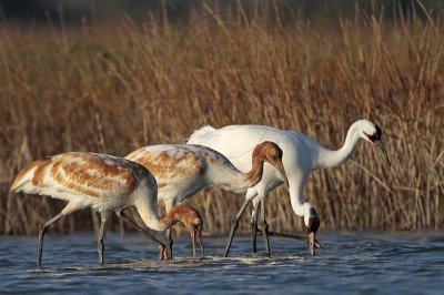 _MG_0448 Whooping Crane.jpg