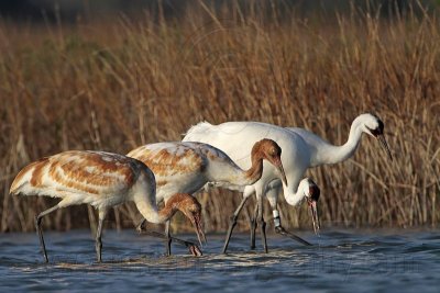 _MG_0449 Whooping Crane.jpg