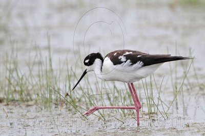 _MG_0234 Leucistic Black-necked Stilt.jpg