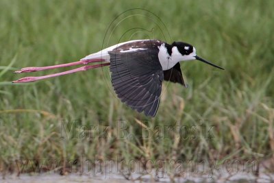 _MG_0947 Leucistic Black-necked Stilt.jpg