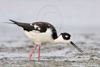 _MG_1402 Leucistic Black-necked Stilt.jpg
