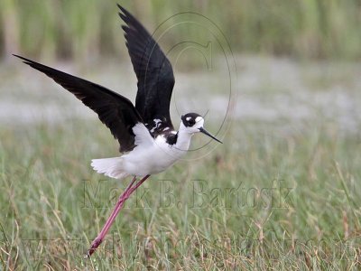 _MG_9892 Leucistic Black-necked Stilt.jpg