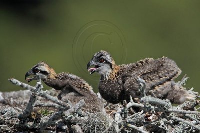 _MG_4471 Osprey.jpg