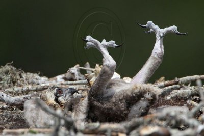 _MG_6747 Osprey.jpg