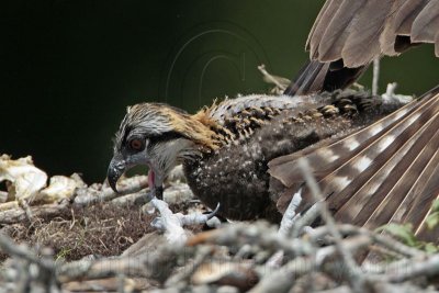 _MG_7996 Osprey.jpg