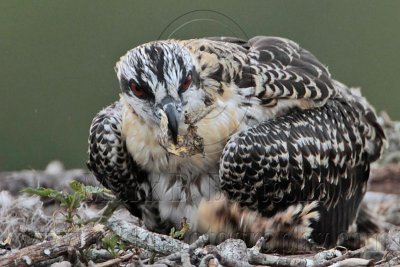 _MG_6509 Osprey.jpg