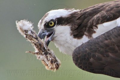 Osprey - female moving offspring carcass around the nest