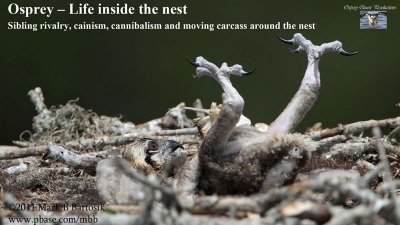 Osprey – Life inside the nest - Sibling rivalry cainism cannibalism and moving carcass around the nest .jpg