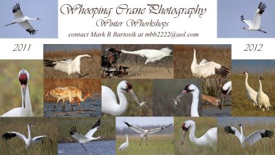 Whooping Crane Photography Tours: Winter 2011-12 Workshops