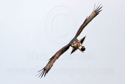 _MG_1302 Snail Kite.jpg