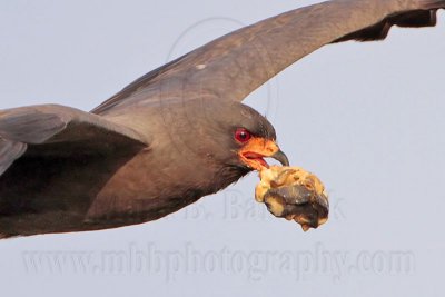 _MG_2007crop Snail Kite.jpg