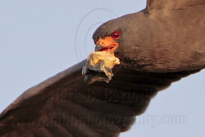 _MG_2025 Snail Kite.jpg