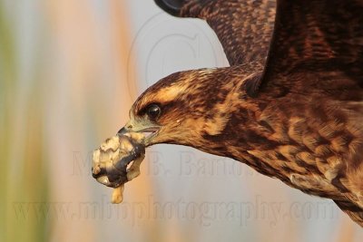 _MG_2143 Snail Kite.jpg