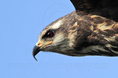 _MG_3582 Snail Kite.jpg