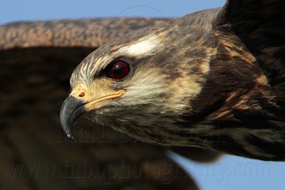 _MG_3999 Snail Kite.jpg