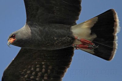 _MG_4615 Snail Kite.jpg