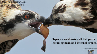 Osprey - swallowing all fish body parts including head and internal organs.jpg