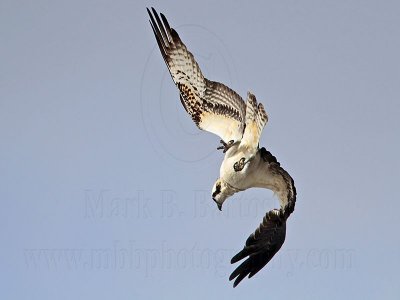 _MG_3057 Osprey.jpg