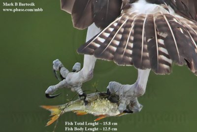 Osprey - smallest fishes caught and transported