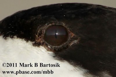 Black Skimmer - unique feature - vertical slit (cat-like) shaped pupils