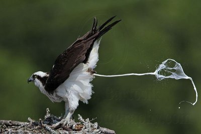 Osprey - Adult: defecation over the edge of the nest