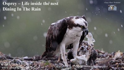 Osprey - Dining in the rain.jpg