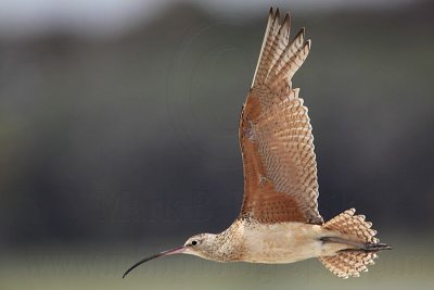 Long-billed Curlew 071611