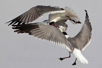 _MG_6979 Laughing Gull with stolen Black Skimmer chick.jpg