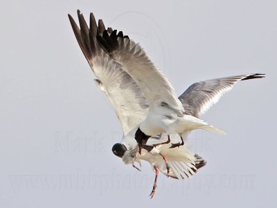 _MG_6981 Laughing Gull with stolen Black Skimmer chick.jpg