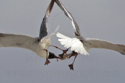 Specialists Laughing Gulls fighting over stolen Black Skimmer chick