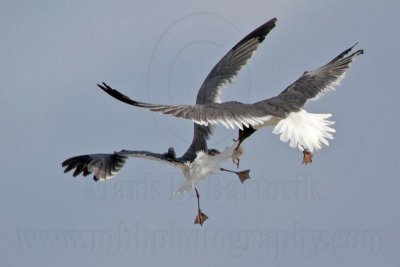 _MG_7002 Laughing Gull with stolen Black Skimmer chick.jpg