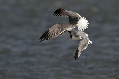 _MG_7014 Laughing Gull with stolen Black Skimmer chick.jpg