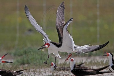 _MG_3837 Laughing Gull pirating Black Skimmer.jpg