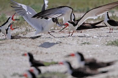 _MG_3840 Laughing Gull pirating Black Skimmer.jpg