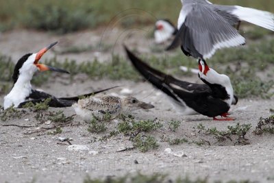 _MG_4402 Laughing Gull pirating Black Skimmer.jpg