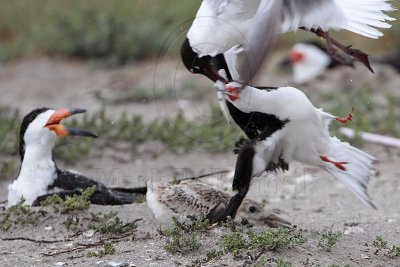 Laughing Gull pirating food from Black Skimmer - Rockport Beach Park