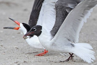 _MG_4422 Laughing Gull pirating Black Skimmer.jpg