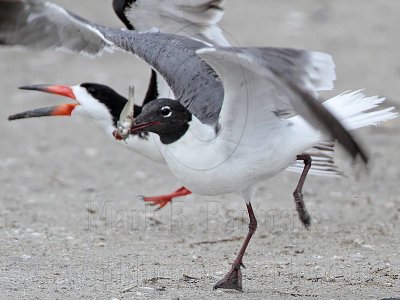 _MG_4423 Laughing Gull pirating Black Skimmer.jpg