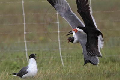 _MG_6570 Laughing Gull pirating Black Skimmer.jpg