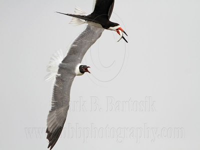 _MG_6608 Laughing Gull pirating Black Skimmer.jpg