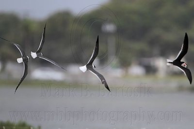 _MG_6614 Laughing Gull pirating Black Skimmer.jpg