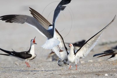 _MG_5536 Laughing Gull pirating Black Skimmer.jpg