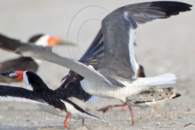 _MG_5540 Laughing Gull pirating Black Skimmer.jpg