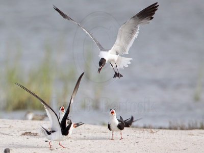 _MG_0320 Laughing Gull pirating Black Skimmer.jpg