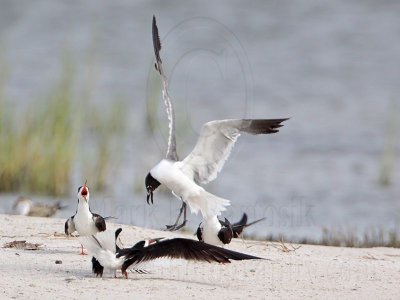 _MG_0321 Laughing Gull pirating Black Skimmer.jpg