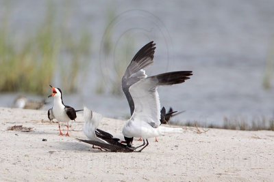 _MG_0322 Laughing Gull pirating Black Skimmer.jpg