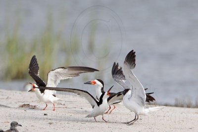 _MG_0324 Laughing Gull pirating Black Skimmer.jpg