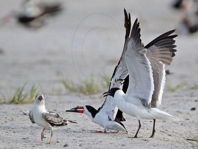 _MG_7765 Laughing Gull pirating Black Skimmer.jpg