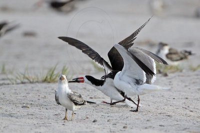 _MG_7766 Laughing Gull pirating Black Skimmer.jpg